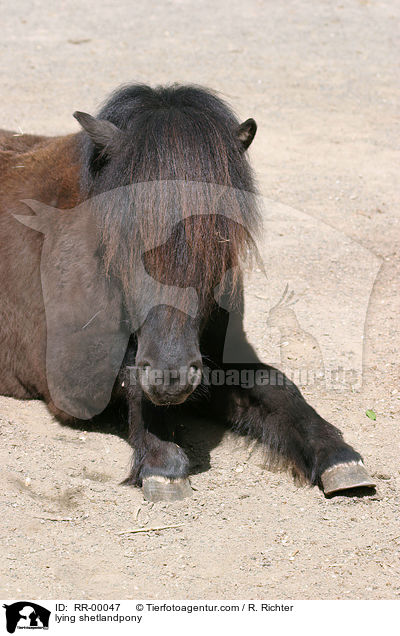 lying shetlandpony / RR-00047