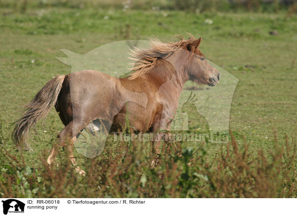 running pony / RR-06018
