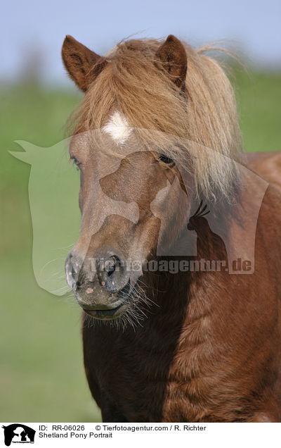 Shetland Pony Portrait / RR-06026
