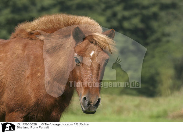 Shetland Pony Portrait / RR-06028