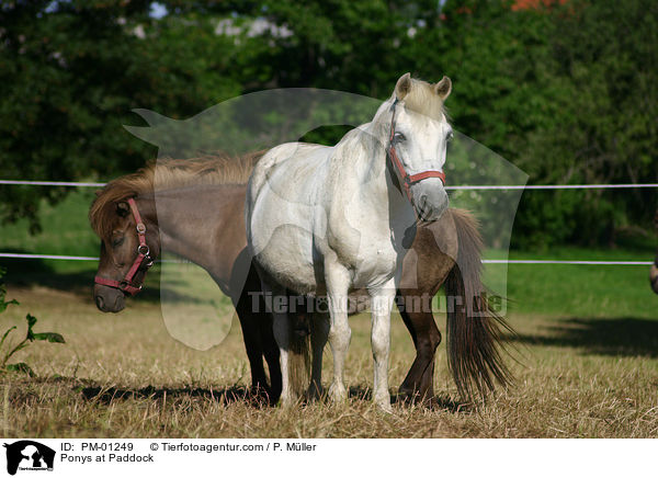Ponys at Paddock / PM-01249