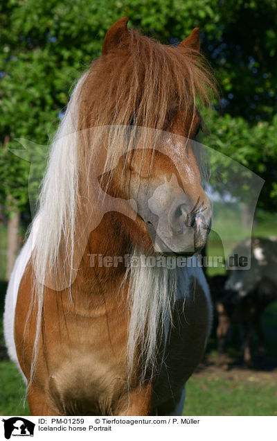 Icelandic horse Portrait / PM-01259