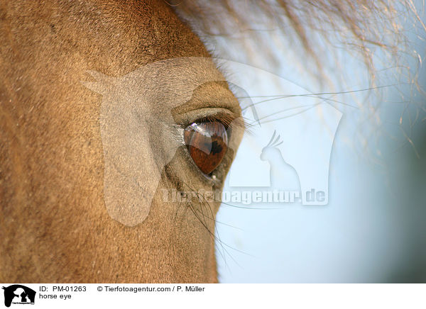 horse eye / PM-01263