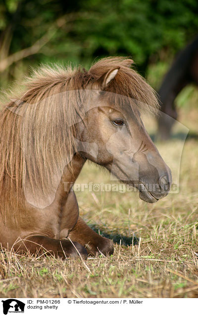 ruhendes Shetlandpony / dozing shetty / PM-01266