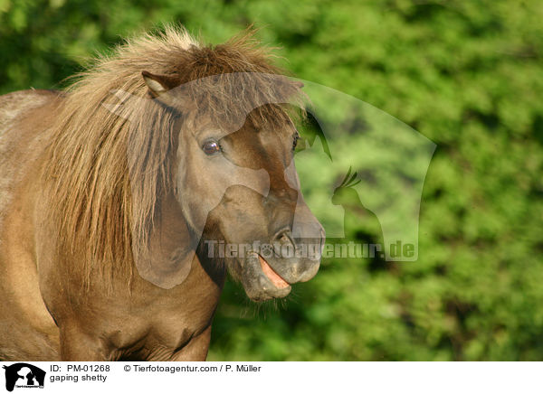 ghnendes Shetty / gaping shetty / PM-01268