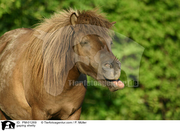 ghnendes Shetty / gaping shetty / PM-01269