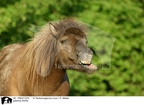 ghnendes Shetty / gaping shetty / PM-01270