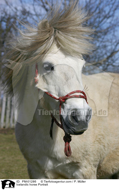 Icelandic horse Portrait / PM-01286