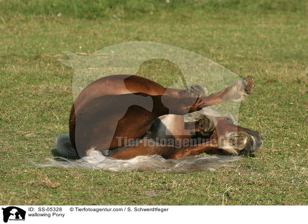 wallowing Pony / SS-05328
