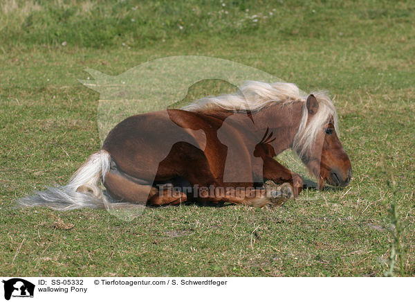 wallowing Pony / SS-05332