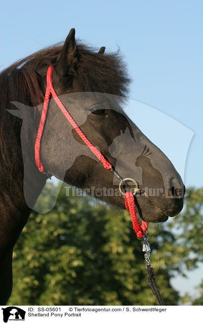 Shetland Pony Portrait / Shetland Pony Portrait / SS-05601