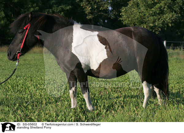 stehendes Shetland Pony / standing Shetland Pony / SS-05602
