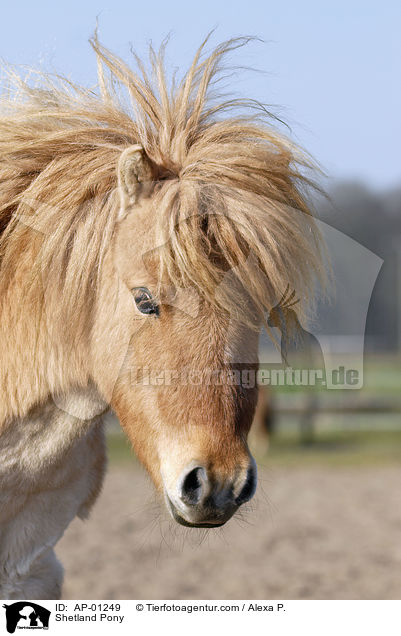 Shetland Pony / AP-01249