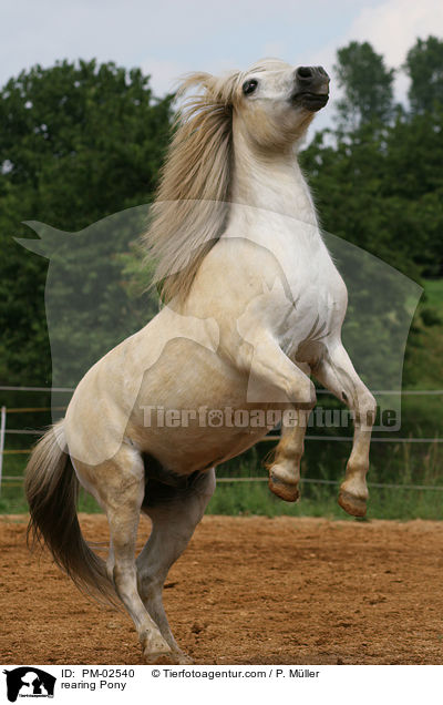 steigendes Shetland Pony / rearing Pony / PM-02540