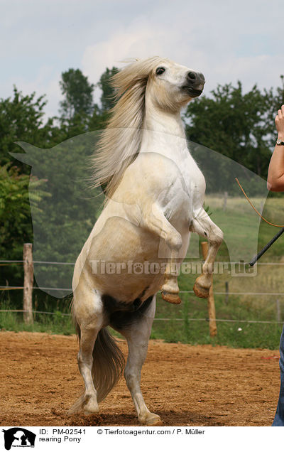 rearing Pony / PM-02541