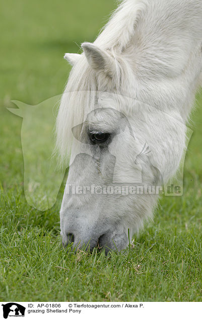 grasendes Shetlandpony / grazing Shetland Pony / AP-01806