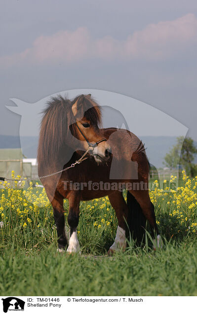 Shetland Pony / TM-01446
