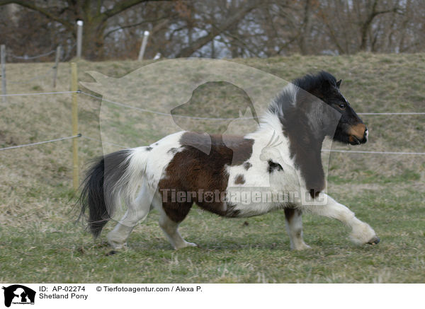 Shetland Pony / AP-02274