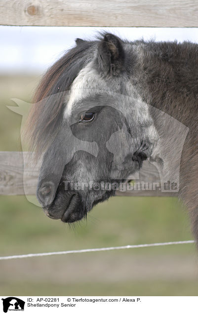 Shetlandpony Senior / Shetlandpony Senior / AP-02281