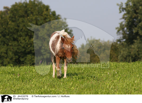 Sheltandpony / JH-03276