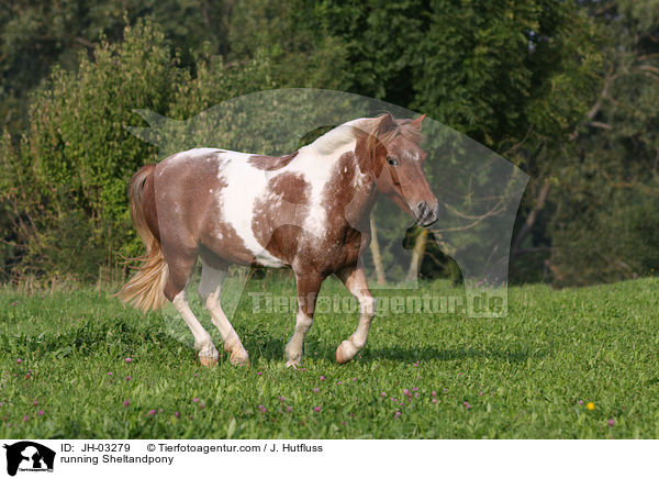 running Sheltandpony / JH-03279