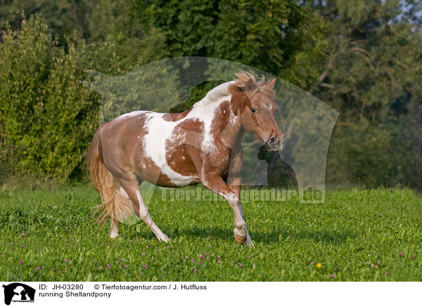 running Sheltandpony / JH-03280
