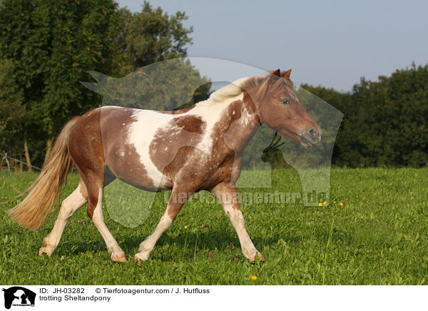 trotting Sheltandpony / JH-03282
