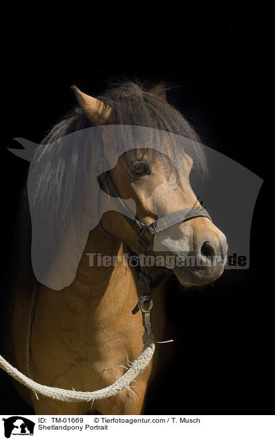 Shetlandpony Portrait / Shetlandpony Portrait / TM-01669