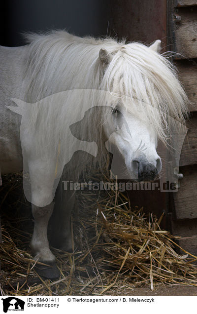 Shetlandpony im Offenstall / Shetlandpony / BM-01411