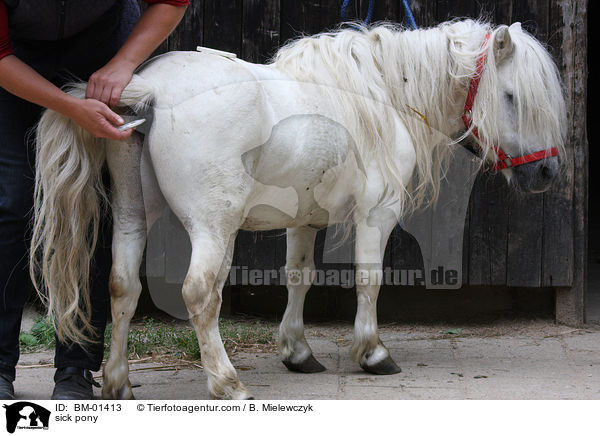 Fieber messen / sick pony / BM-01413