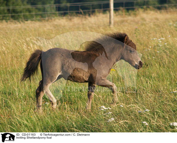 trabendes Shetlandpony Fohlen / trotting Shetlandpony foal / CD-01163
