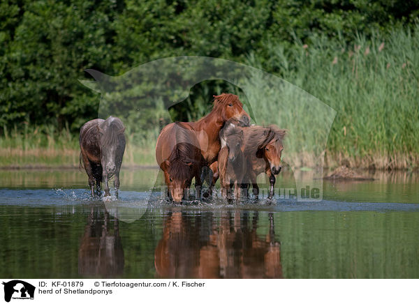 herd of Shetlandponys / KF-01879
