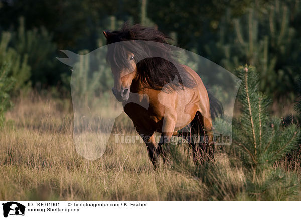 rennendes Shetlandpony / running Shetlandpony / KF-01901
