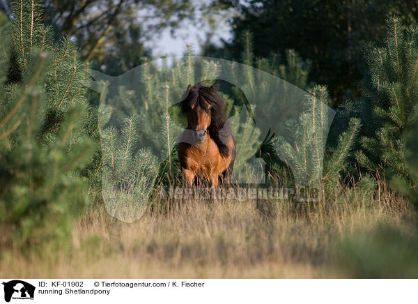 running Shetlandpony / KF-01902