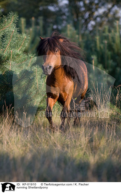 rennendes Shetlandpony / running Shetlandpony / KF-01910