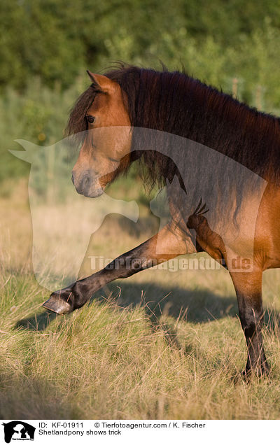 Shetlandpony shows trick / KF-01911