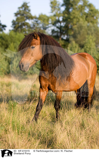 Shetland Pony / KF-01915