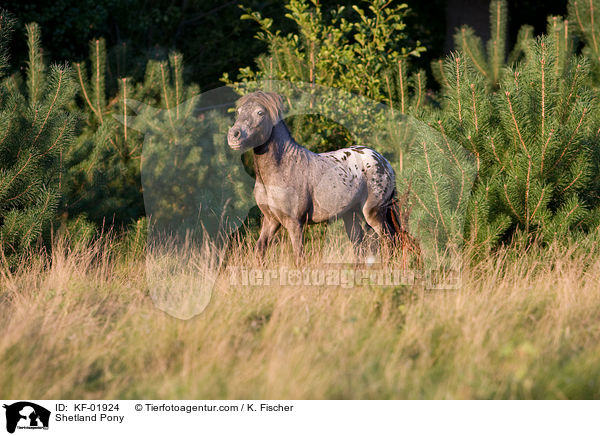 Shetlandpony / Shetland Pony / KF-01924