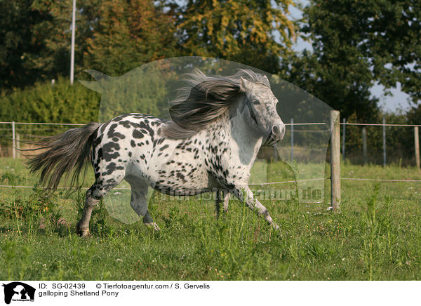 galoppierendes Shetland Pony / galloping Shetland Pony / SG-02439
