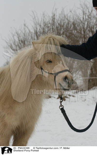 Shetland Pony Portrait / Shetland Pony Portrait / PM-04396