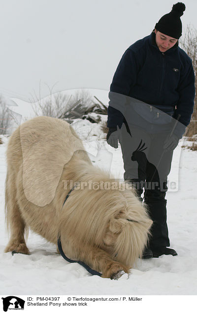 Shetland Pony zeigt Trick / Shetland Pony shows trick / PM-04397