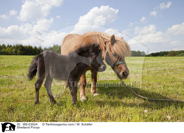 Shetland Ponys / WS-03924
