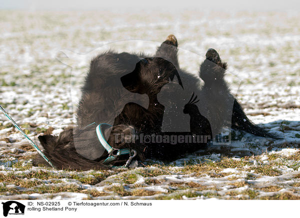 Shetland Pony wlzt sich / rolling Shetland Pony / NS-02925