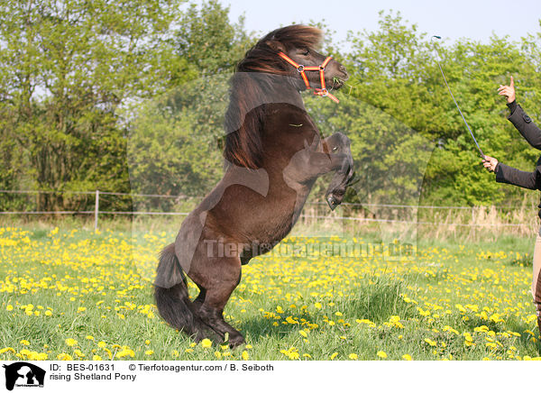 steigendes Shetland Pony / rising Shetland Pony / BES-01631