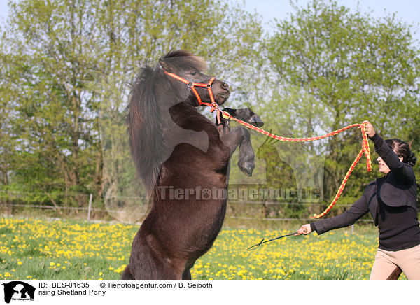 steigendes Shetland Pony / rising Shetland Pony / BES-01635