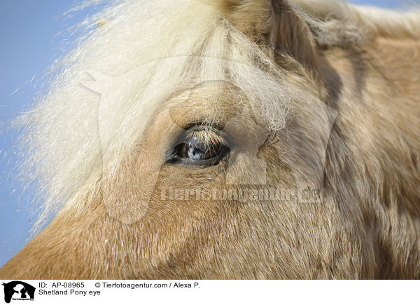 Shetland Pony eye / AP-08965