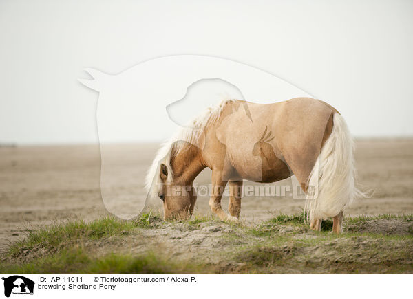 browsing Shetland Pony / AP-11011