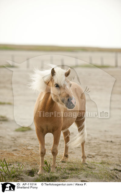 Shetland Pony / Shetland Pony / AP-11014