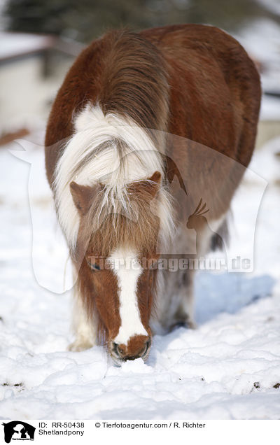 Shetlandpony / RR-50438