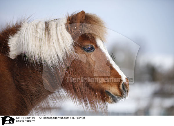 Shetlandpony / RR-50440